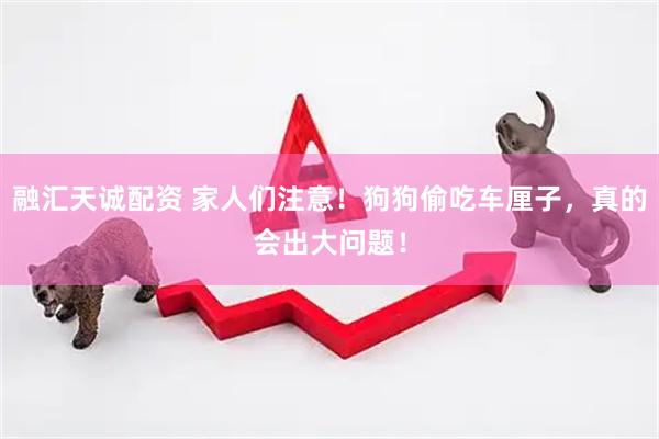 融汇天诚配资 家人们注意！狗狗偷吃车厘子，真的会出大问题！